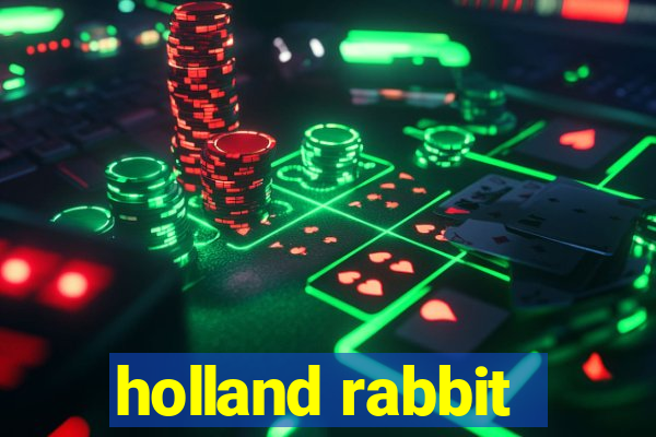 holland rabbit