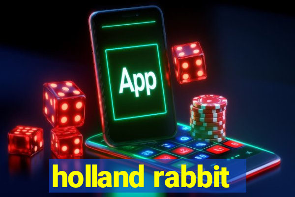 holland rabbit