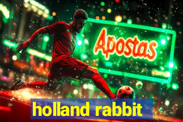 holland rabbit