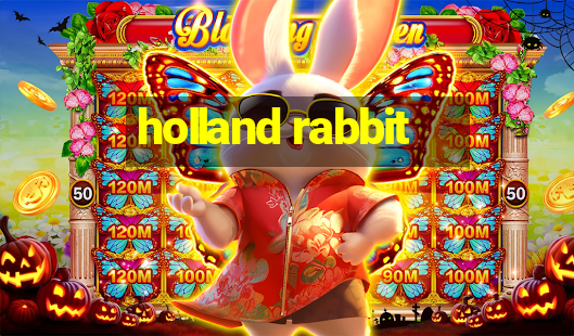 holland rabbit