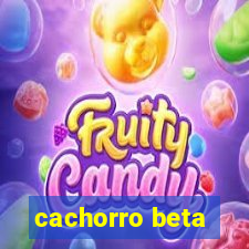 cachorro beta