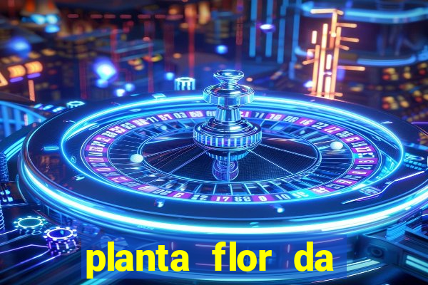 planta flor da fortuna como cuidar