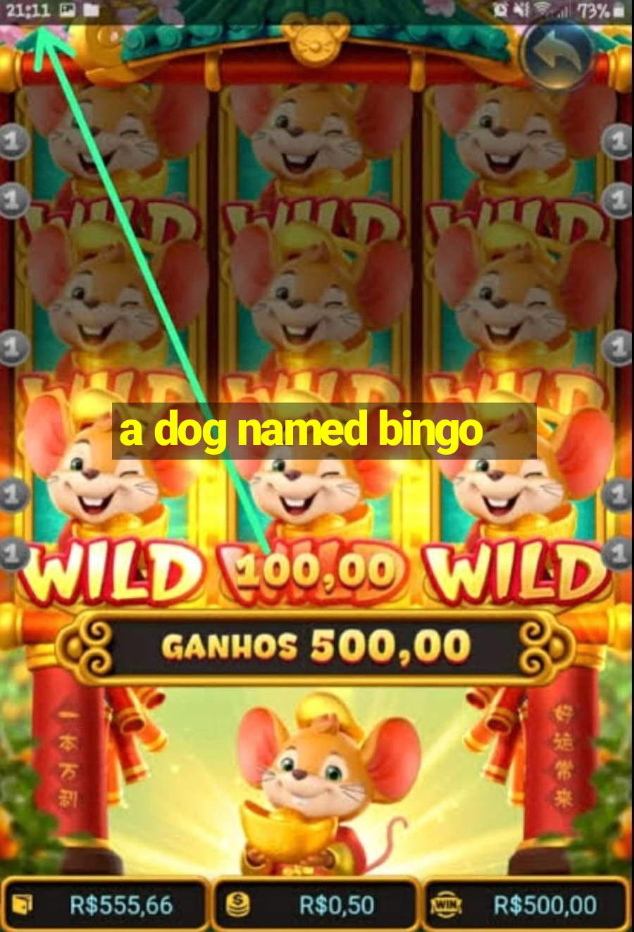 a dog named bingo