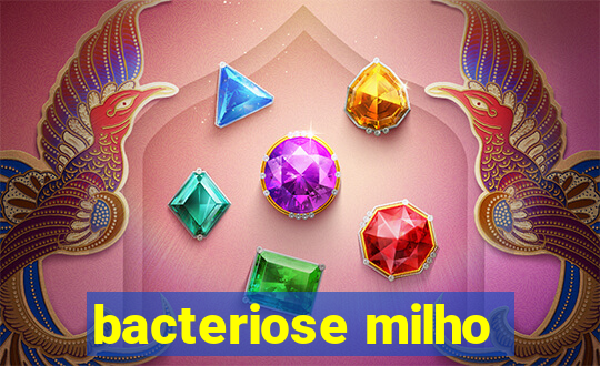 bacteriose milho