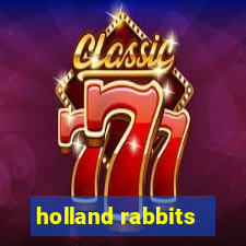 holland rabbits