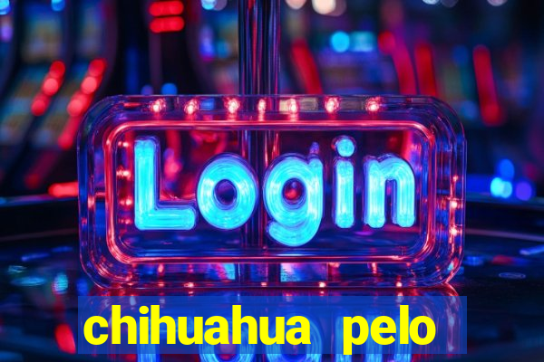 chihuahua pelo longo porto alegre