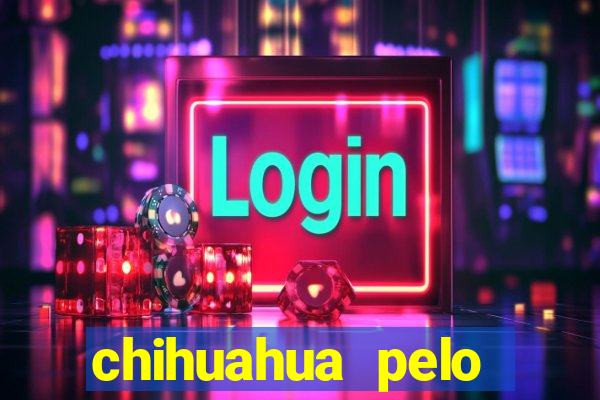 chihuahua pelo longo porto alegre