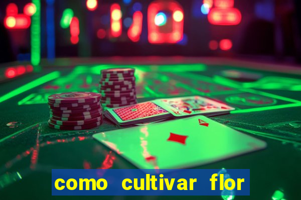 como cultivar flor da fortuna em vasos