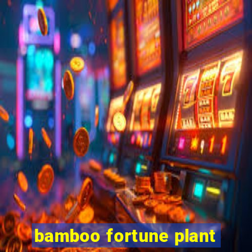 bamboo fortune plant