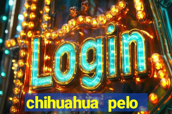 chihuahua pelo longo pre?o