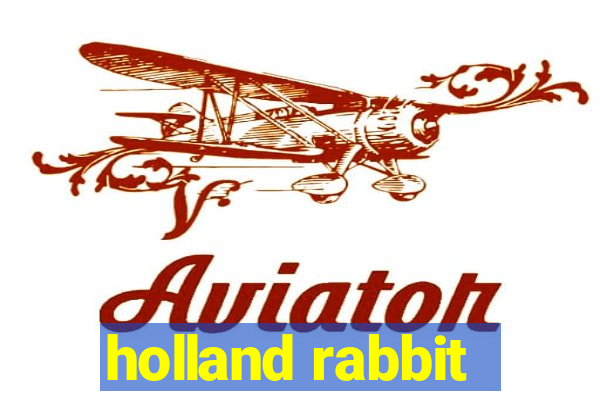 holland rabbit