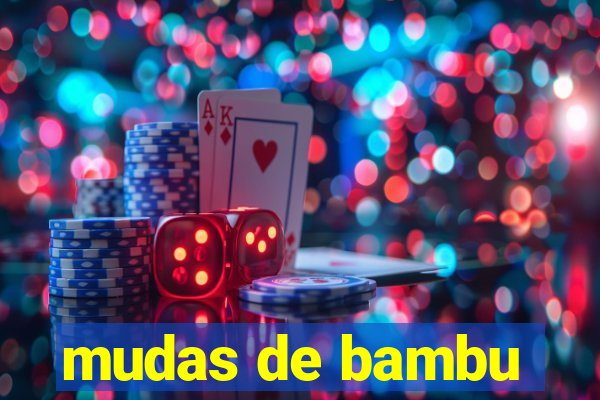 mudas de bambu