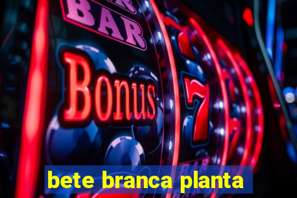 bete branca planta