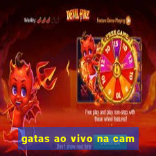 gatas ao vivo na cam