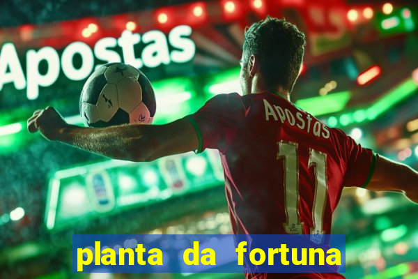 planta da fortuna como cuidar