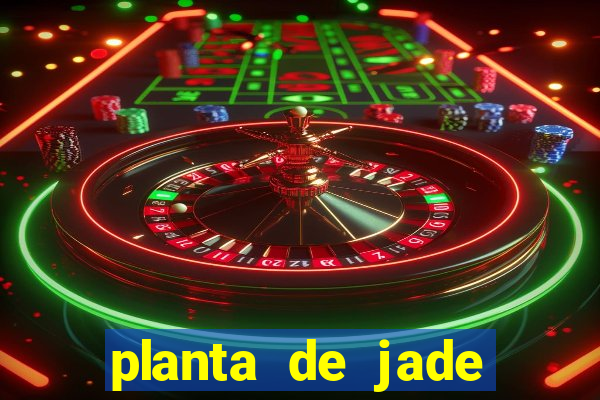 planta de jade significado espiritual